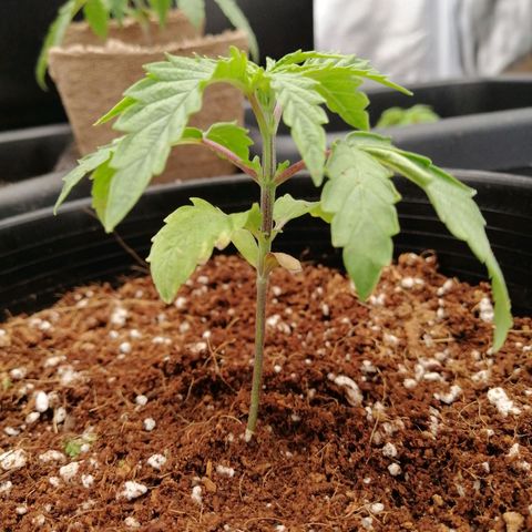 Unknown strain growlog timeline photo