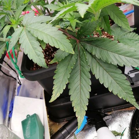 Unknown strain growlog timeline photo