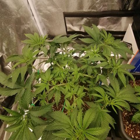 Unknown strain growlog timeline photo
