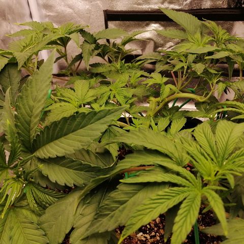 Unknown strain growlog timeline photo