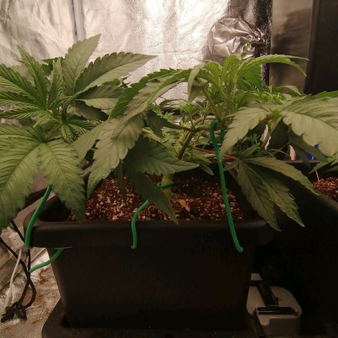 Unknown strain growlog timeline photo