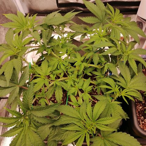 Unknown strain growlog timeline photo