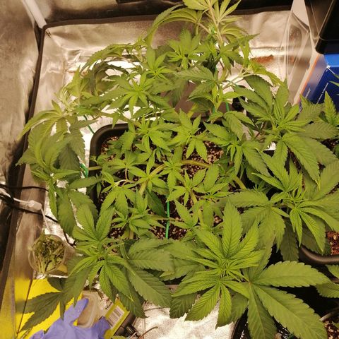 Unknown strain growlog timeline photo