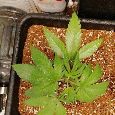 Unknown strain growlog timeline photo