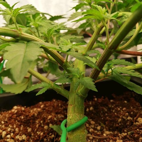 Unknown strain growlog timeline photo