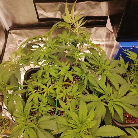 Unknown strain growlog timeline photo