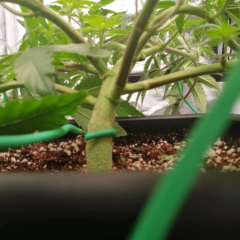 Unknown strain growlog timeline photo