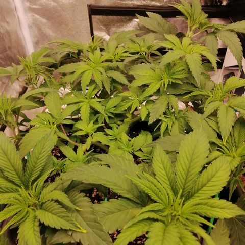 Unknown strain growlog timeline photo