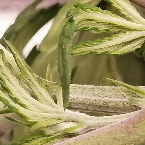 Unknown strain growlog timeline photo