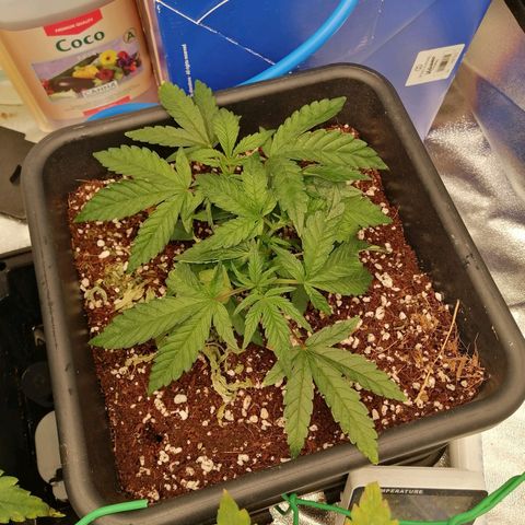 Unknown strain growlog timeline photo