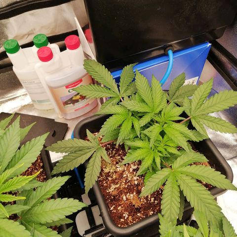Unknown strain growlog timeline photo