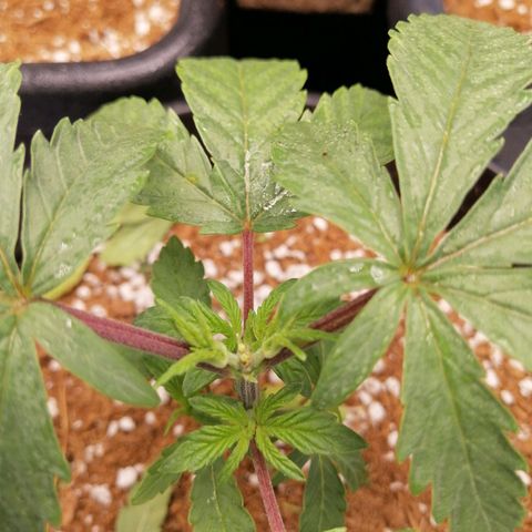 Unknown strain growlog timeline photo