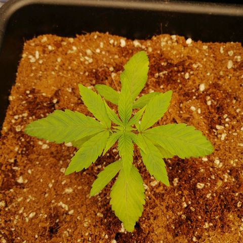 Unknown strain growlog timeline photo