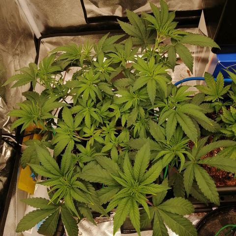 Unknown strain growlog timeline photo