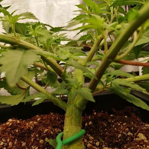 Unknown strain growlog timeline photo