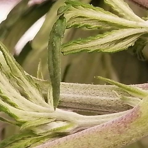 Unknown strain growlog timeline photo