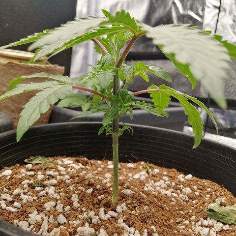 Unknown strain growlog timeline photo