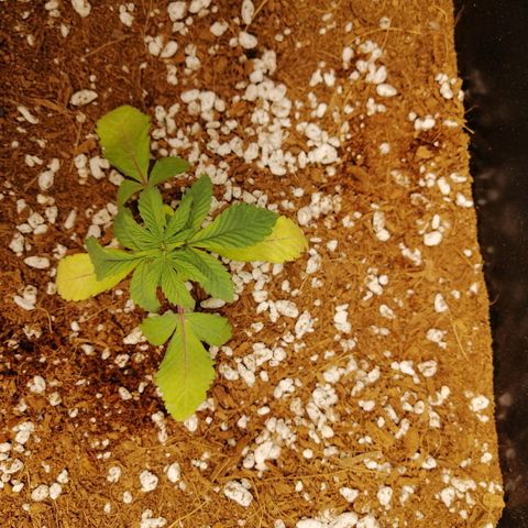 Unknown strain growlog timeline photo