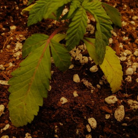 Unknown strain growlog timeline photo