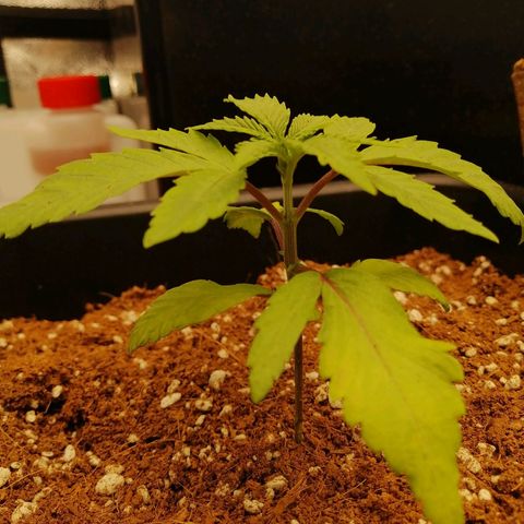 Unknown strain growlog timeline photo