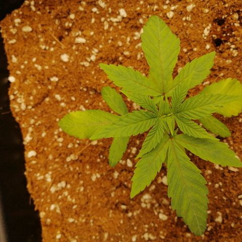 Unknown strain growlog timeline photo