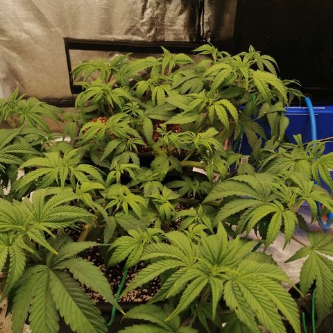 Unknown strain growlog timeline photo