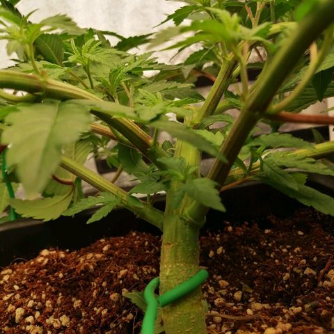 Unknown strain growlog timeline photo