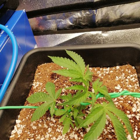 Unknown strain growlog timeline photo
