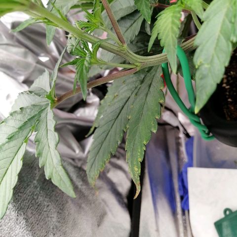 Unknown strain growlog timeline photo