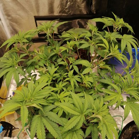 Unknown strain growlog timeline photo