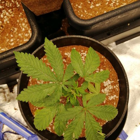 Unknown strain growlog timeline photo