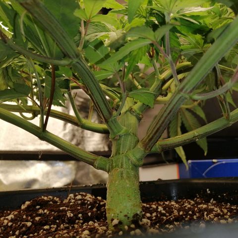 Unknown strain growlog timeline photo