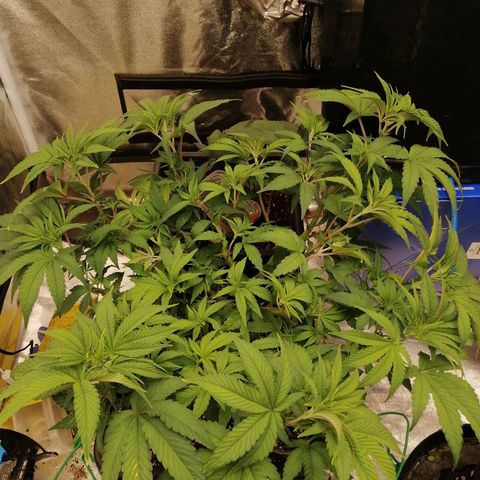Unknown strain growlog timeline photo