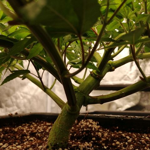 Unknown strain growlog timeline photo