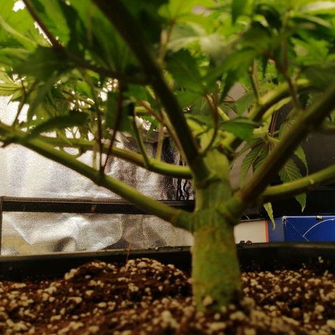 Unknown strain growlog timeline photo