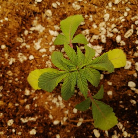 Unknown strain growlog timeline photo