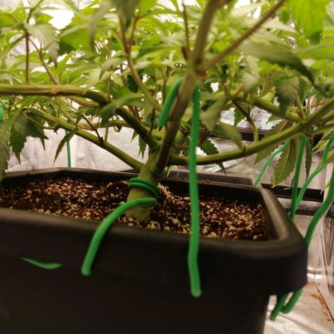 Unknown strain growlog timeline photo