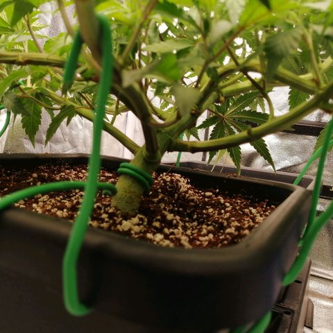 Unknown strain growlog timeline photo