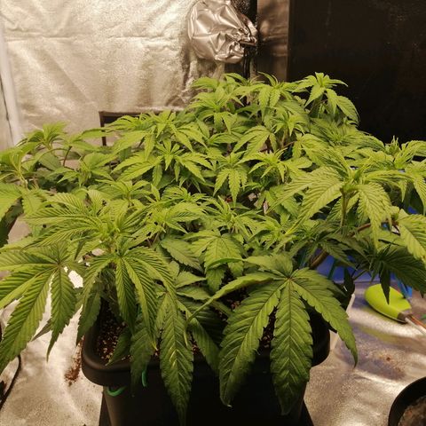 Unknown strain growlog timeline photo
