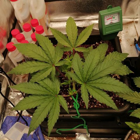 Unknown strain growlog photo: Accidentally broke 2 branches/tops, one looks fucked other is alright. Photos taken 5 mins before it happened 