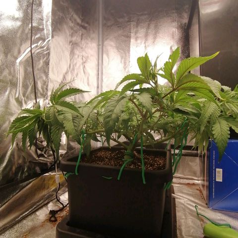 Unknown strain growlog timeline photo
