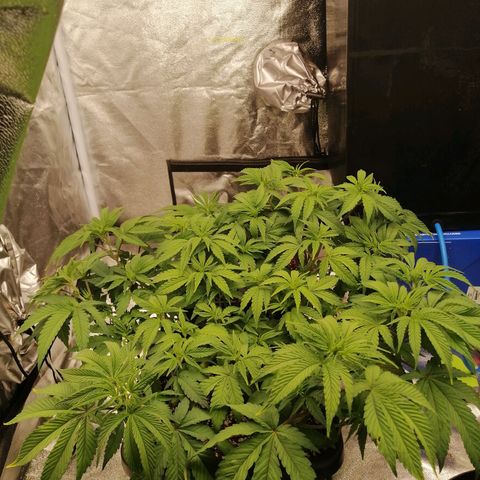 Unknown strain growlog timeline photo