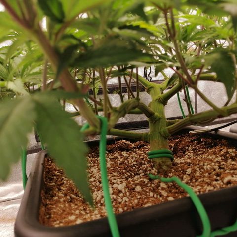 Unknown strain growlog timeline photo