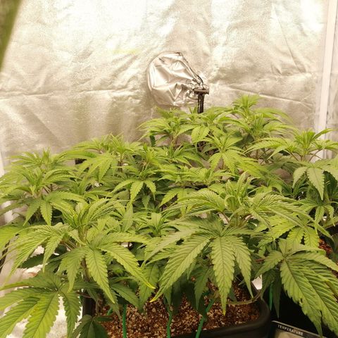 Unknown strain growlog timeline photo