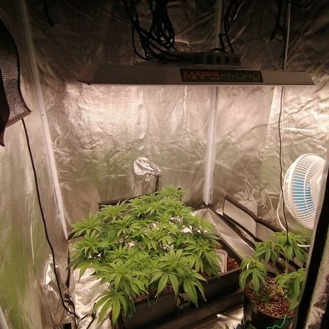 Unknown strain growlog timeline photo