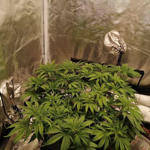 Unknown strain growlog timeline photo