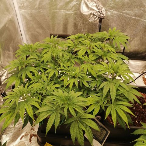 Unknown strain growlog timeline photo