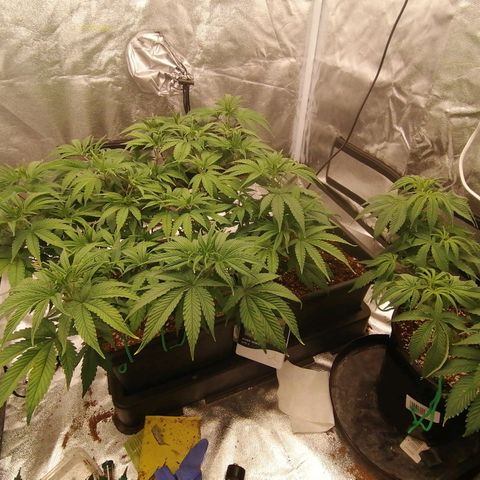 Unknown strain growlog timeline photo