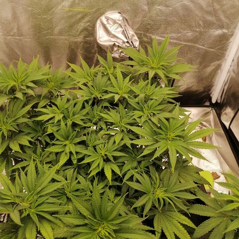 Unknown strain growlog photo: Day 3 Flower