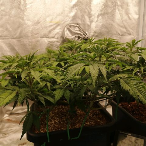 Unknown strain growlog timeline photo